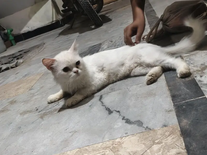 double cor Persian cat — photo 3