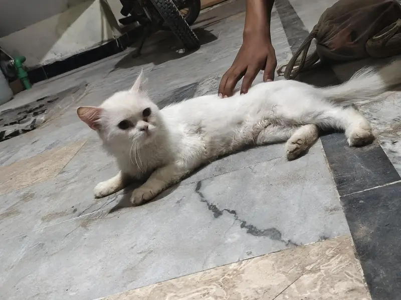 double cor Persian cat — photo 4