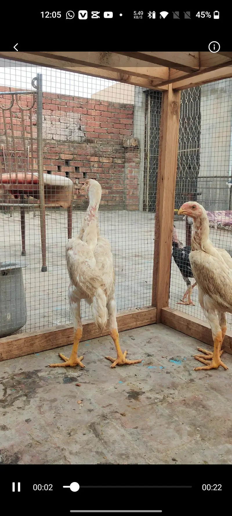 A plus quality shampoo chicks pair — photo 4