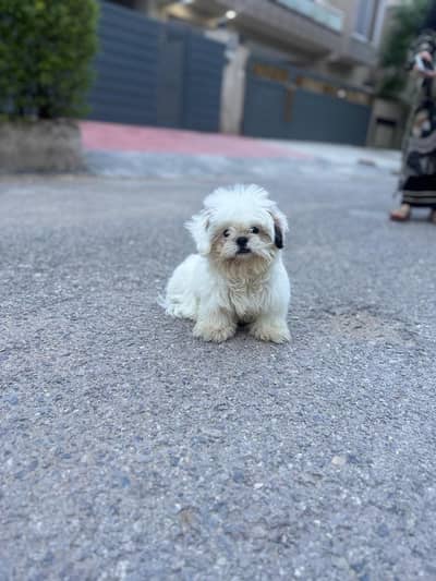 shihtzu puppy available pee poop trained