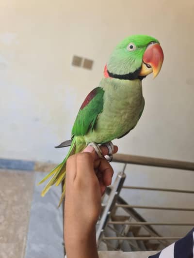 Raw Male Talking Parrot – Friendly, Hand Tame, Sits on Hand