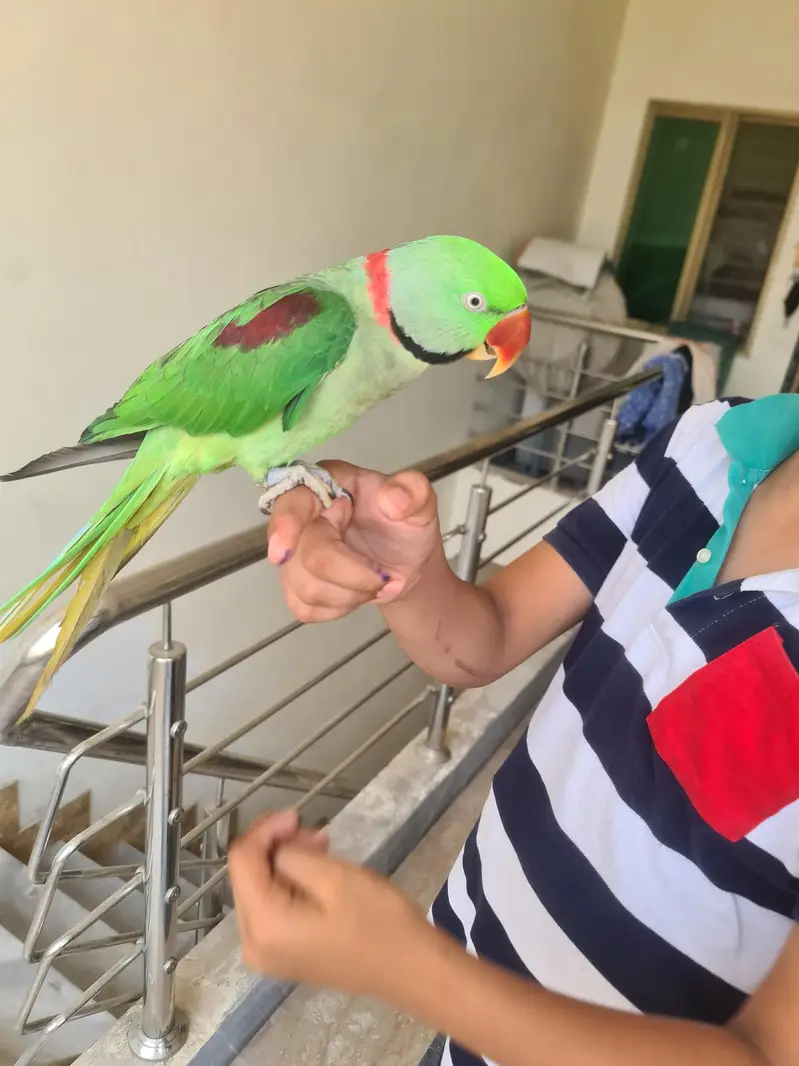 Raw Male Talking Parrot – Friendly, Hand Tame, Sits on Hand — photo 2