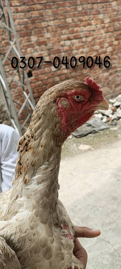Japanies King Size Shamo (One eye Breader Female)