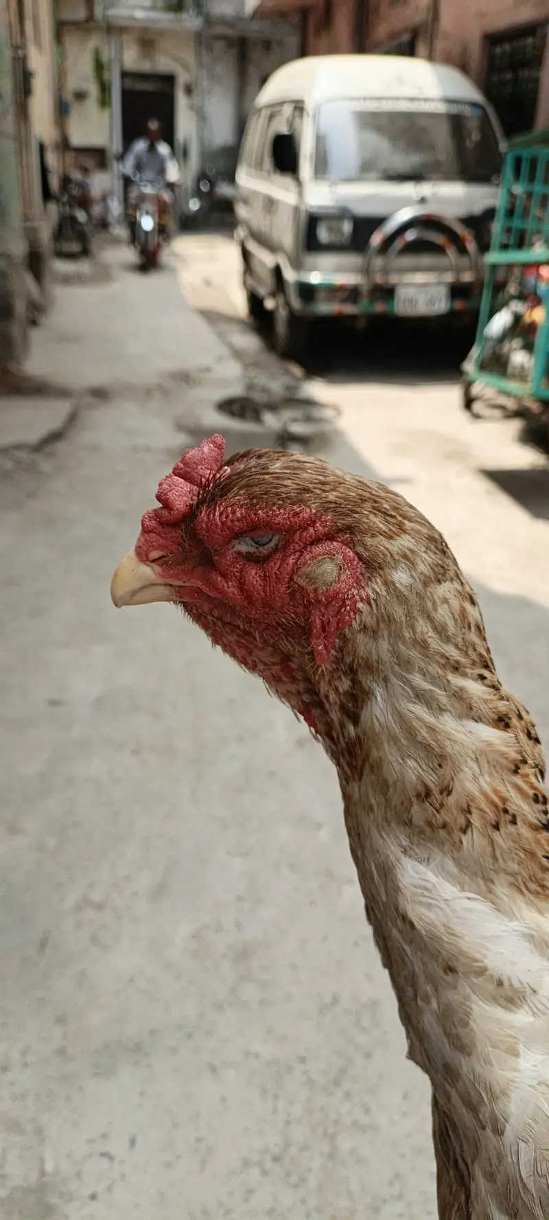 Japanies King Size Shamo (One eye Breader Female) — photo 7