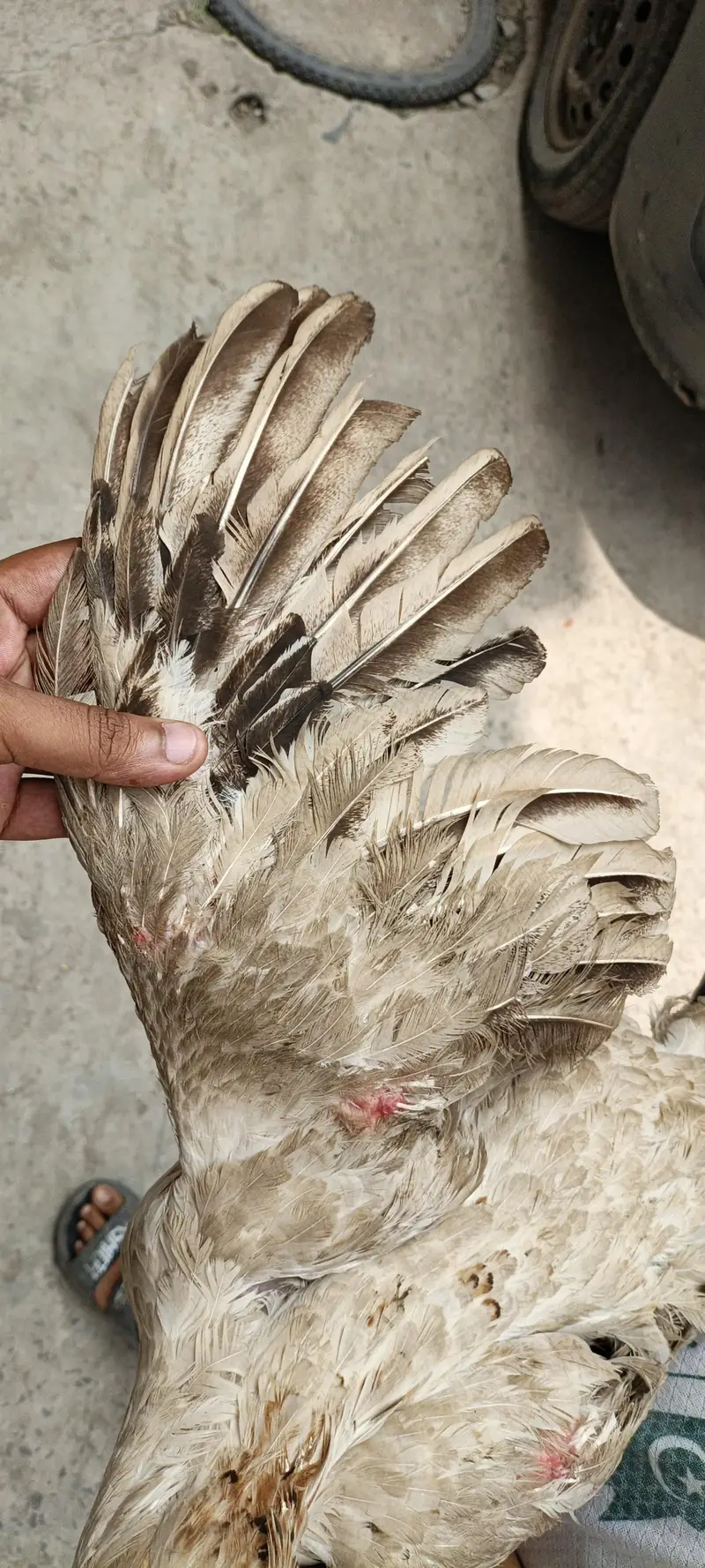 Japanies King Size Shamo (One eye Breader Female) — photo 8