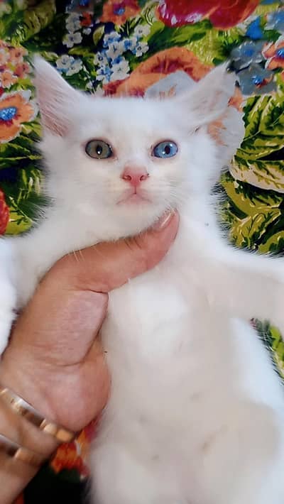 male kitten odd eyes 2 months