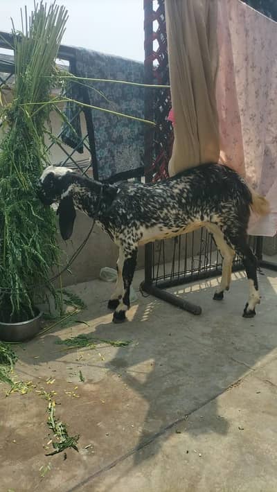makhichini bakri  gaban