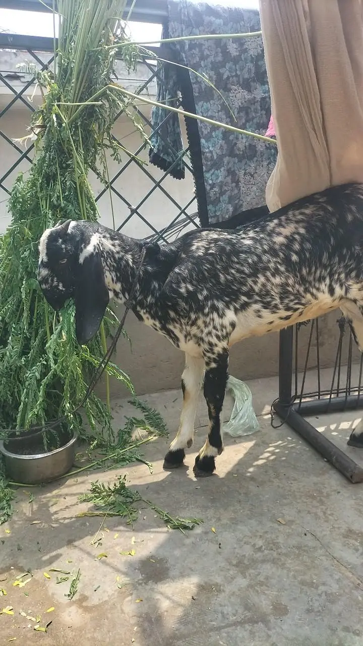 makhichini bakri  gaban — photo 2