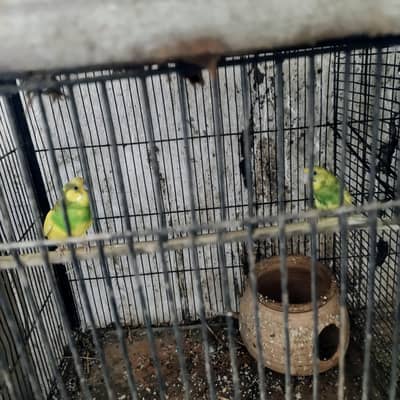 budgie