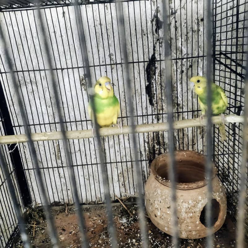 budgie 1