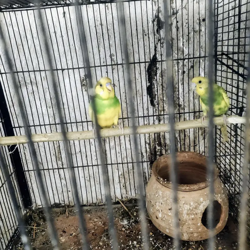 budgie — photo 2