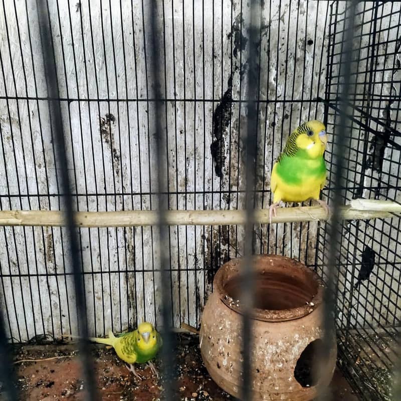 budgie 2