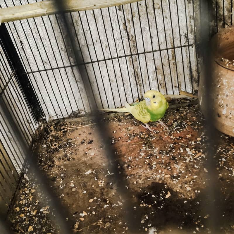 budgie 3