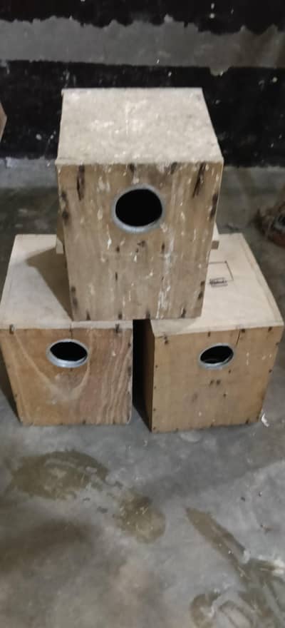 18 box love bird for sale 03037278795