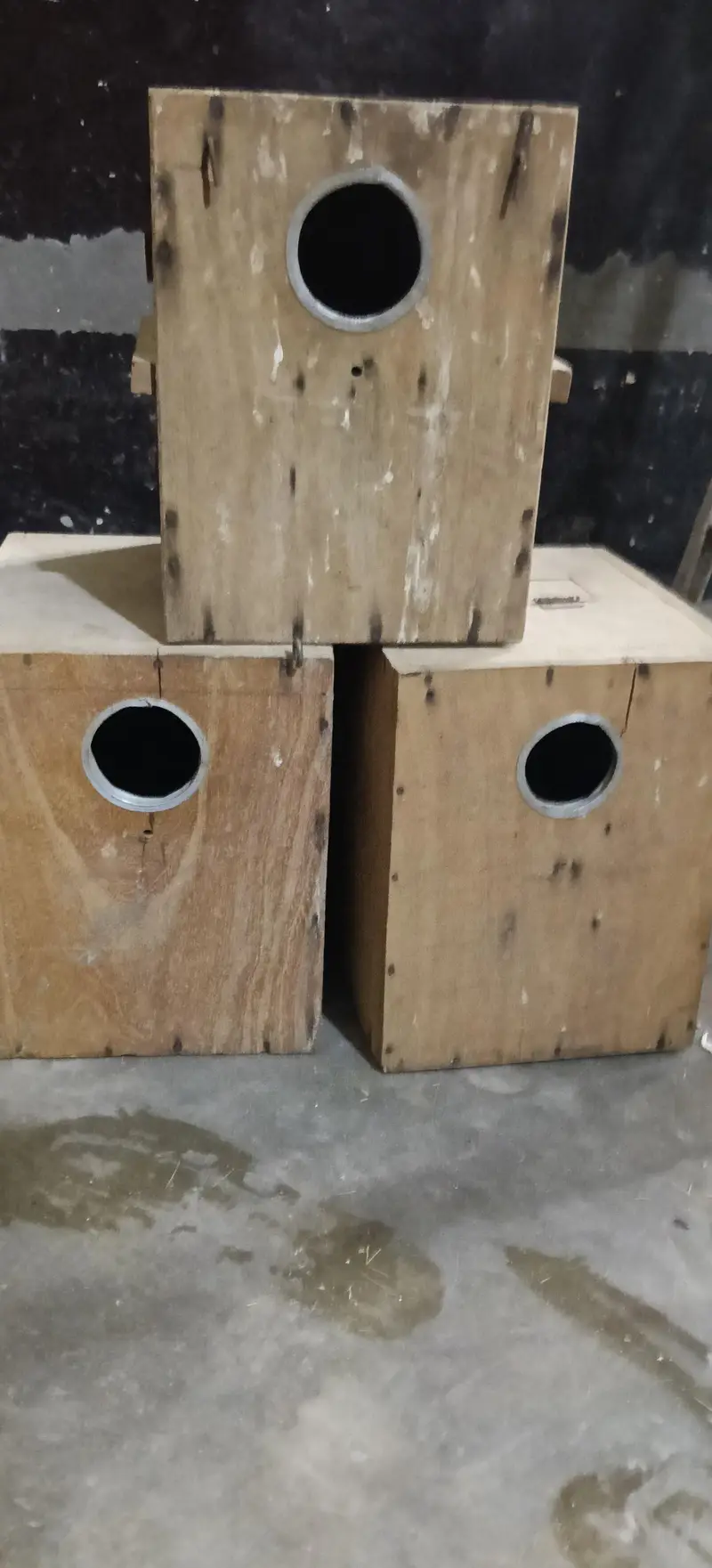 18 box love bird for sale 03037278795 — photo 2