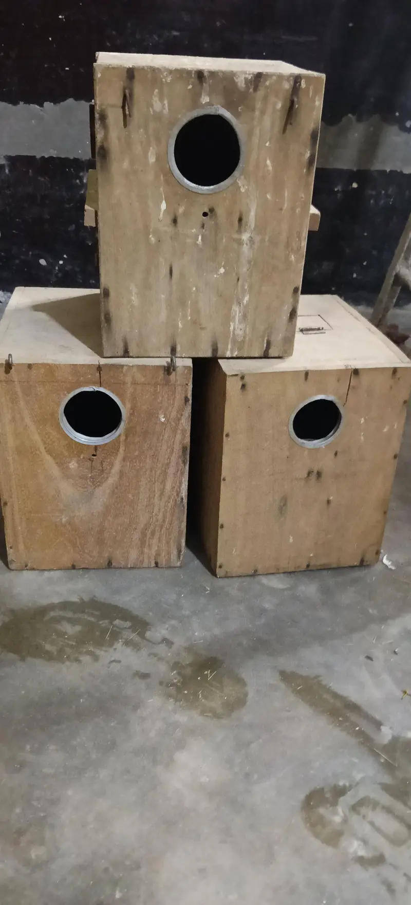 18 box love bird for sale 03037278795 — photo 3