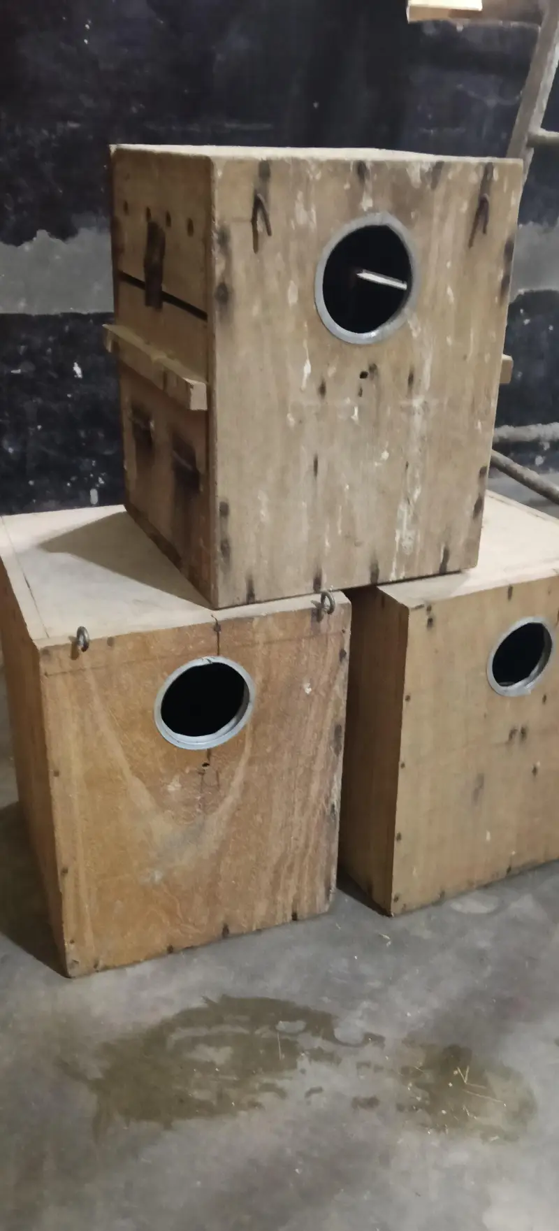 18 box love bird for sale 03037278795 — photo 4