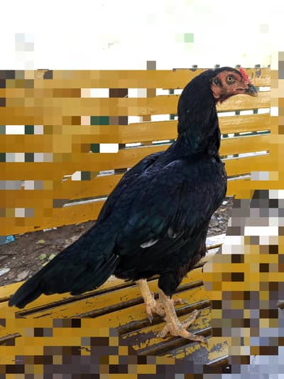 aseel high quality murgi