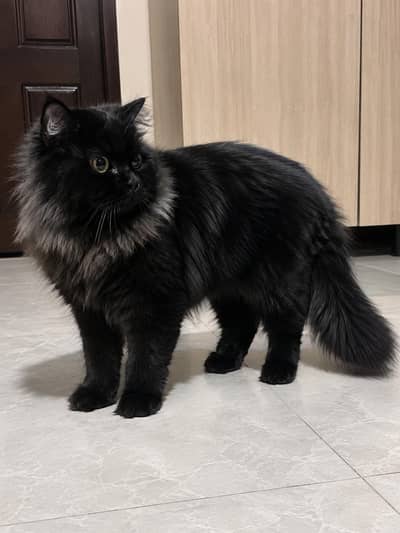 percian male cat
