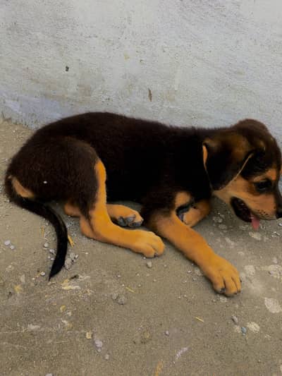 Cute 2 Months Old Female Rottweiler Puppy