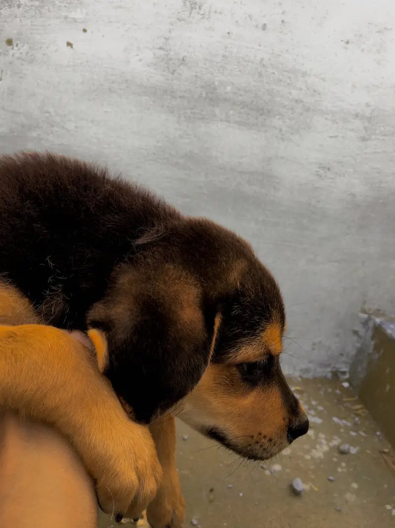 Cute 2 Months Old Female Rottweiler Puppy — photo 2