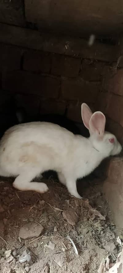 RABBITS
