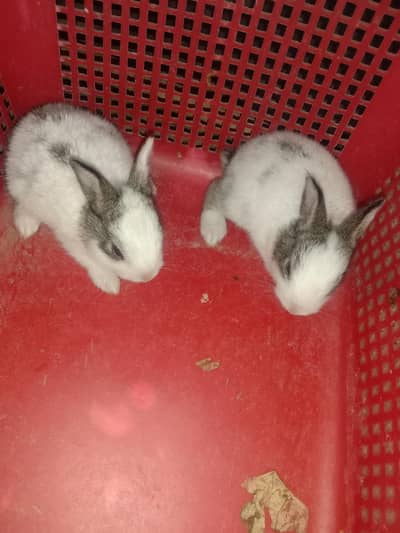 rabbit baby for sale 03224186572