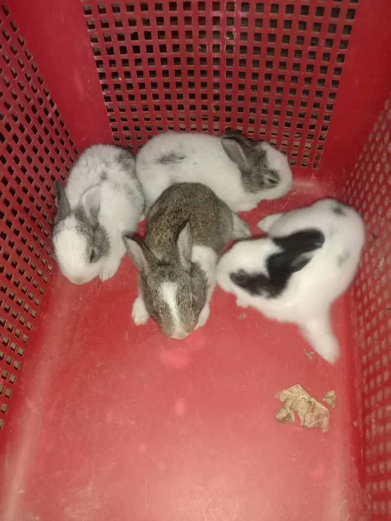 rabbit baby for sale 03224186572 — photo 2
