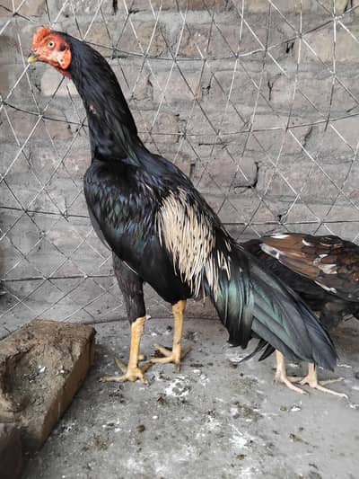 Aseel mainwali black jawa patha and pathi for sale 03125493963 W S