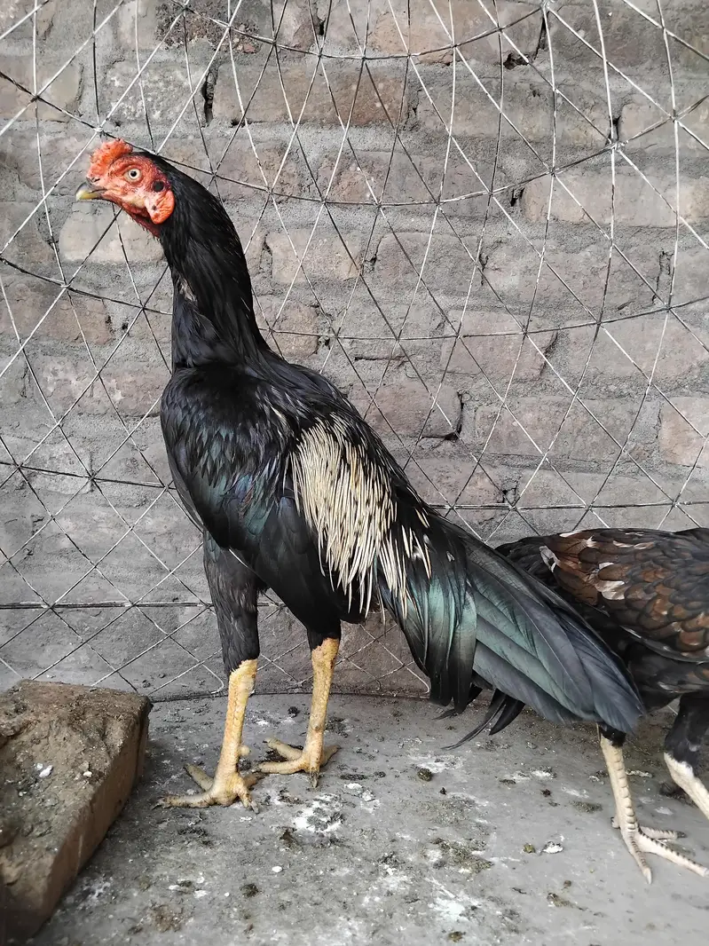Aseel mainwali black jawa patha and pathi for sale 03125493963 W S — photo 2
