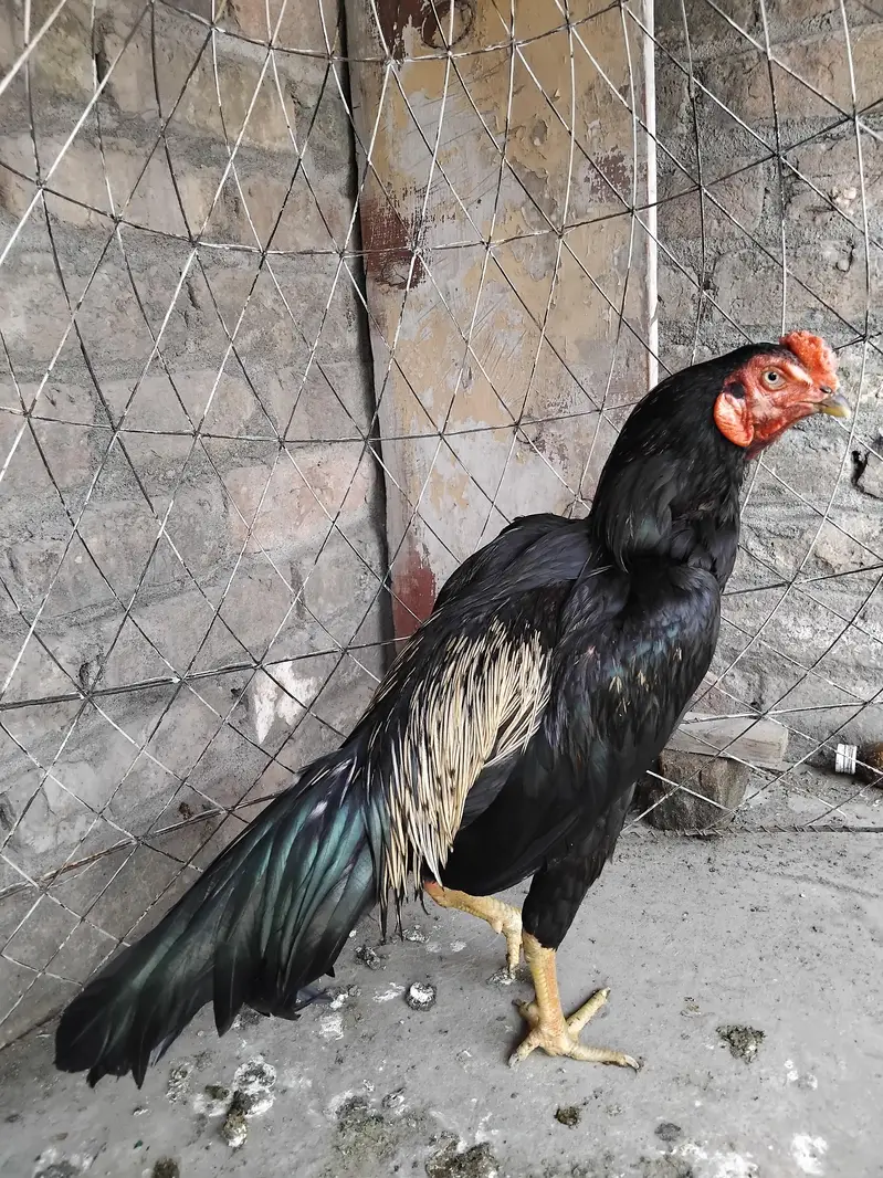 Aseel mainwali black jawa patha and pathi for sale 03125493963 W S — photo 3
