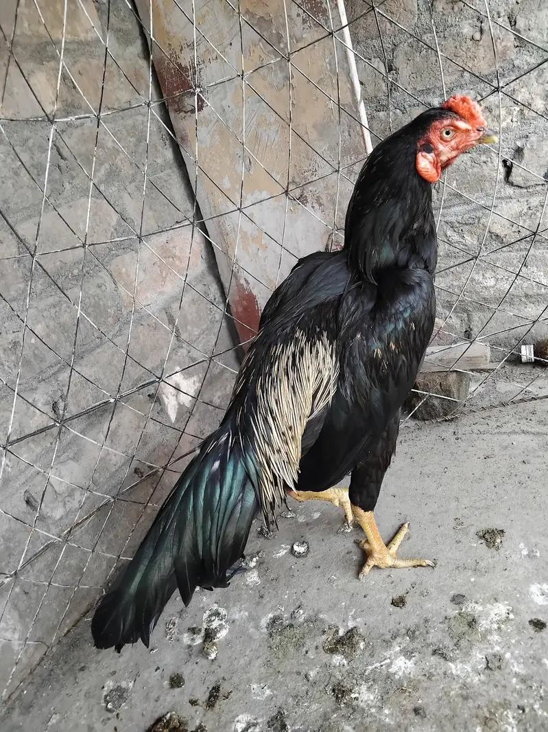 Aseel mainwali black jawa patha and pathi for sale 03125493963 W S — photo 4