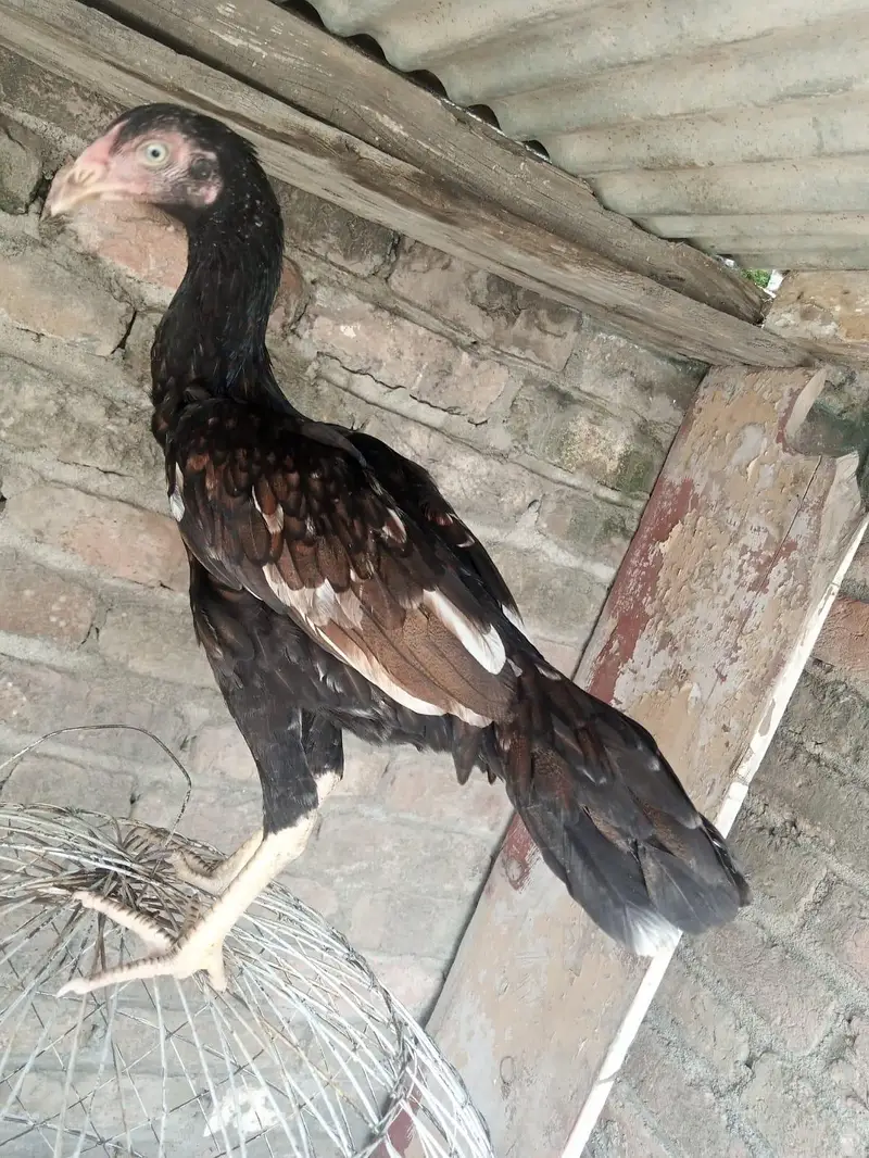 Aseel mainwali black jawa patha and pathi for sale 03125493963 W S — photo 5