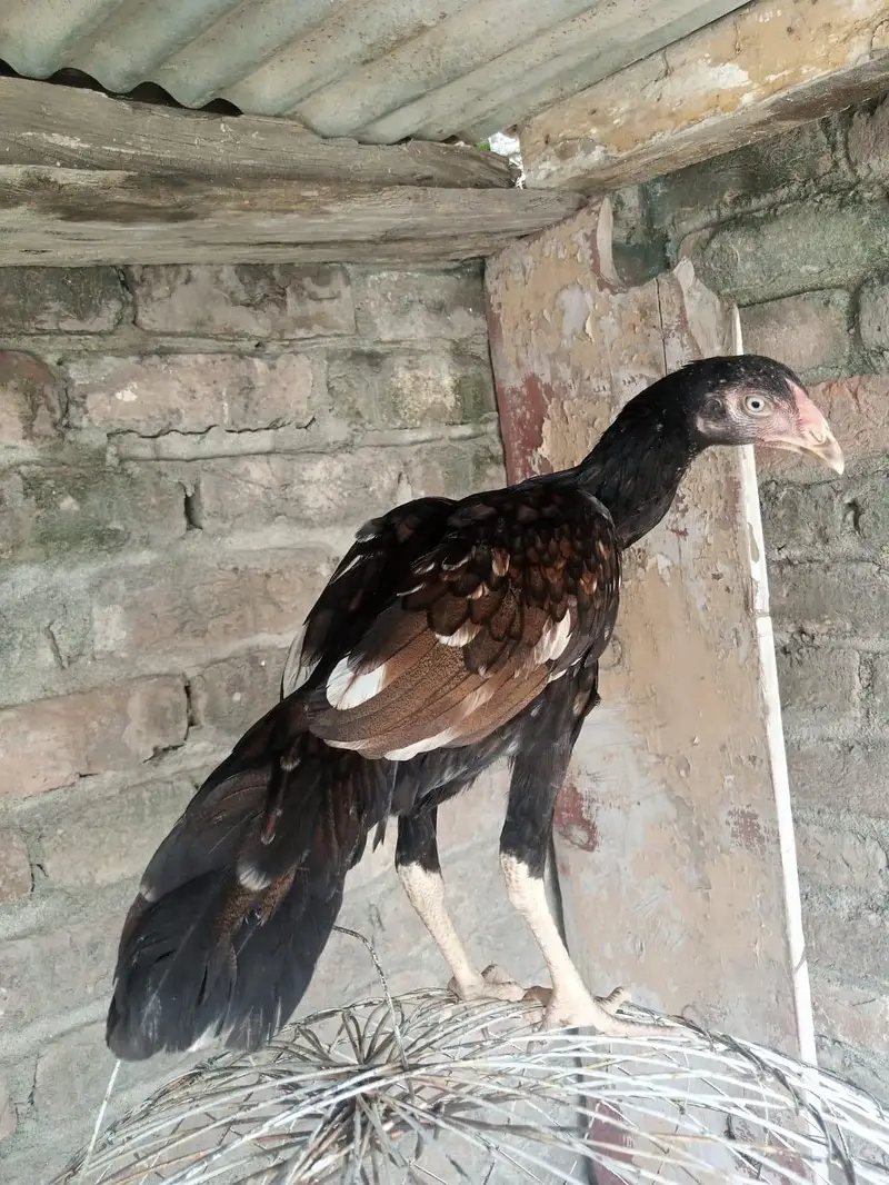 Aseel mainwali black jawa patha and pathi for sale 03125493963 W S — photo 6