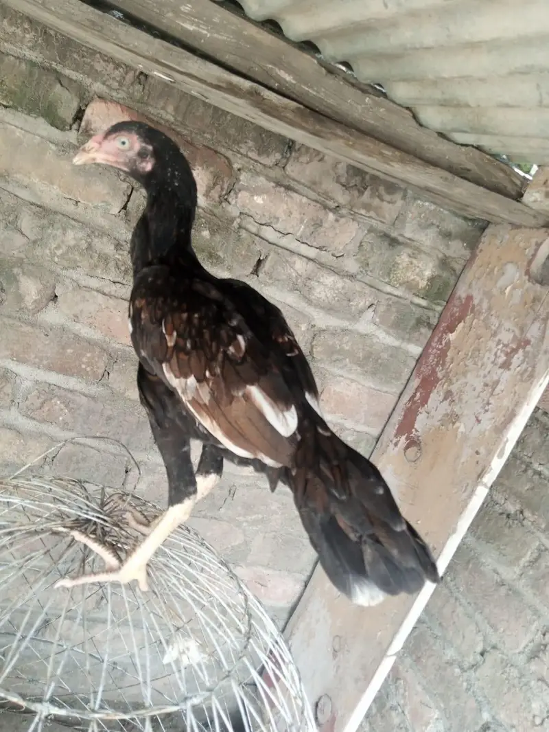 Aseel mainwali black jawa patha and pathi for sale 03125493963 W S — photo 7