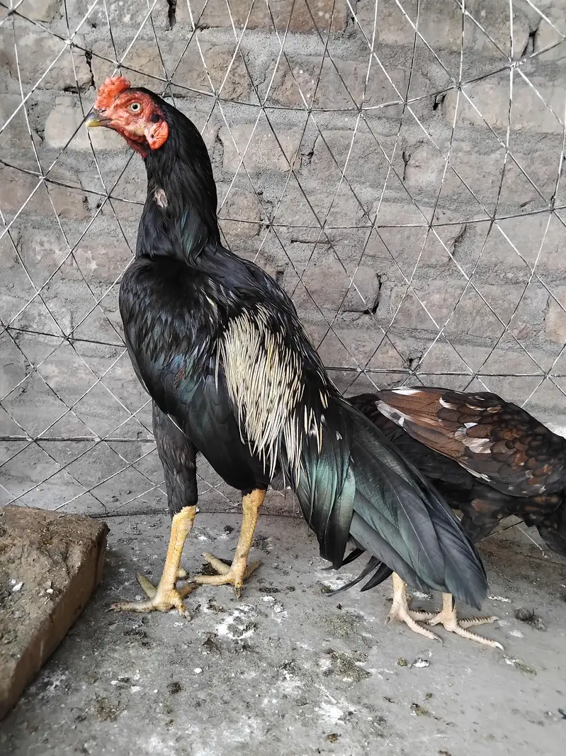 Aseel mainwali black jawa patha and pathi for sale 03125493963 W S — photo 8