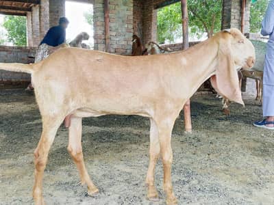 Sialkoti brown