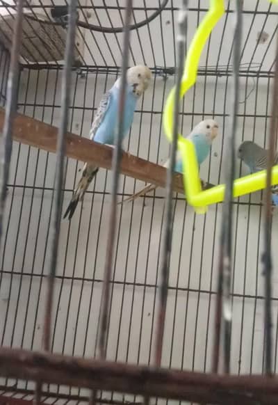 Australian breeder parrot for sale ha