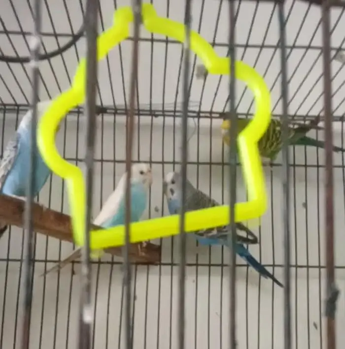 Australian breeder parrot for sale ha — photo 2