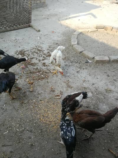 Aseel Chicks for sale.