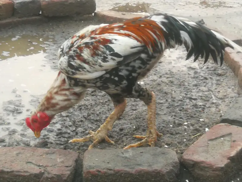 Aseel Chicks for sale. — photo 4