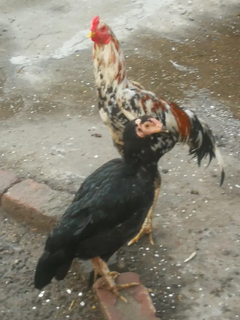 Aseel Chicks for sale. — photo 5