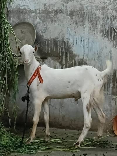 gulabi teddy pointed male
