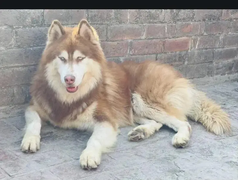 wooly coat siberian husky puppies available — photo 3