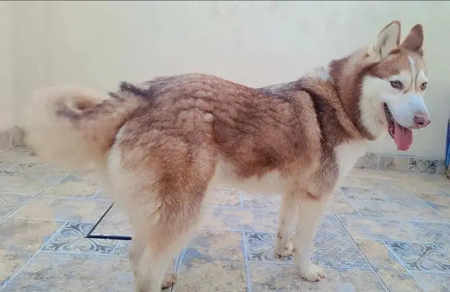 wooly coat siberian husky puppies available — photo 4