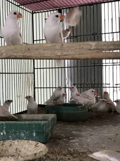 Snow White Finches