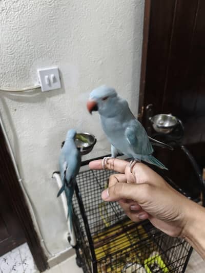 blue parrot pair