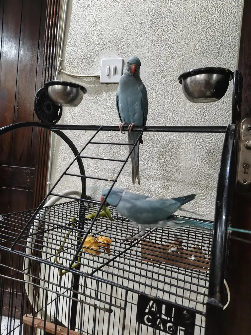blue parrot pair — photo 2