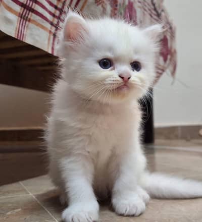 Friendly persian cute kitten for sale.