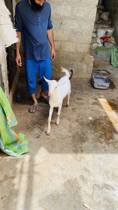 Barbari male bacha age 5months